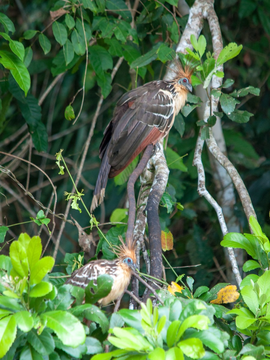 Hoatzin - William Stephens