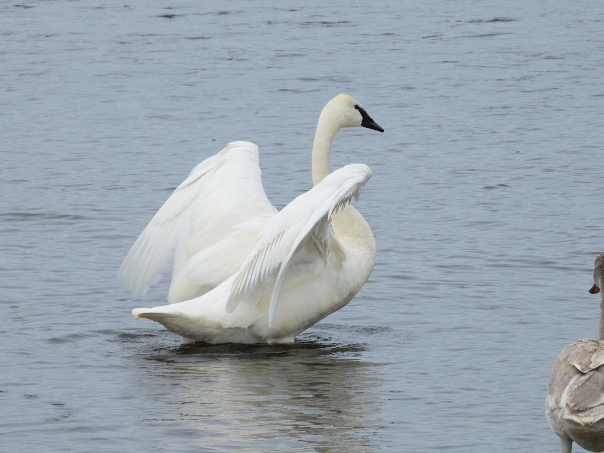 Trumpeter Swan - ML136137551