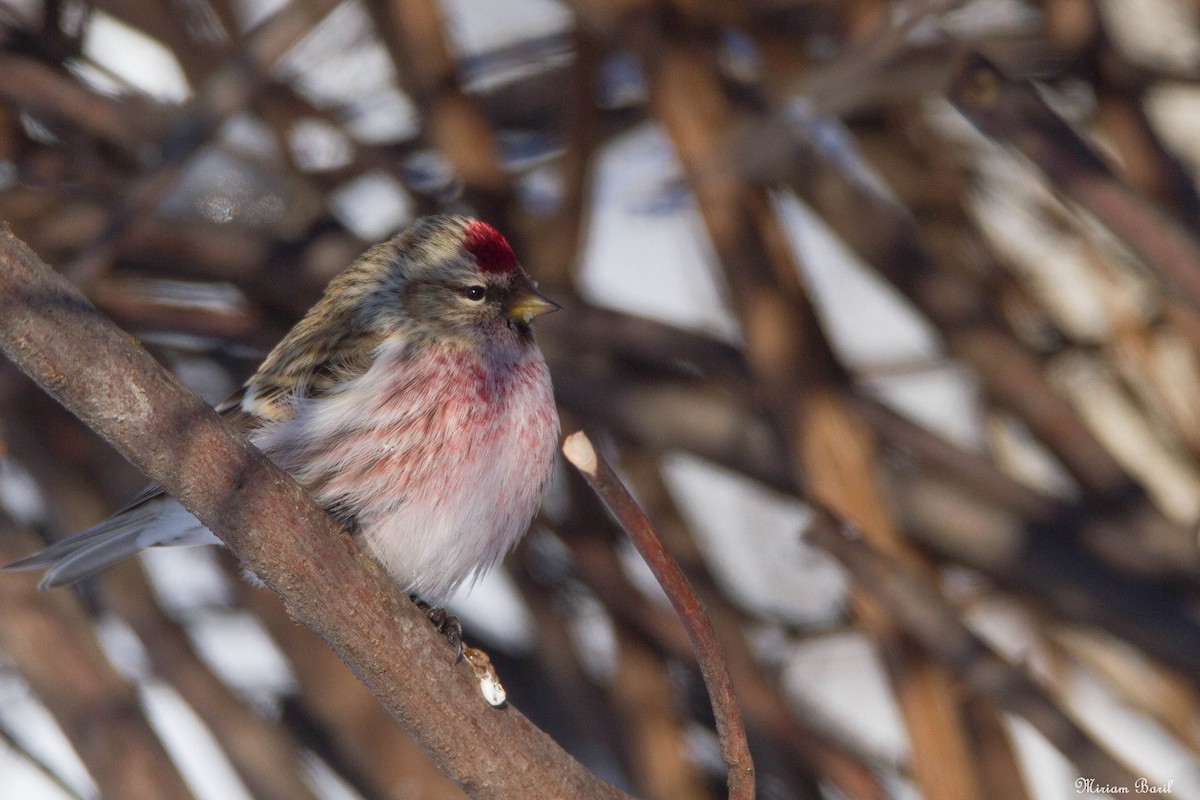 Common Redpoll - ML136137591