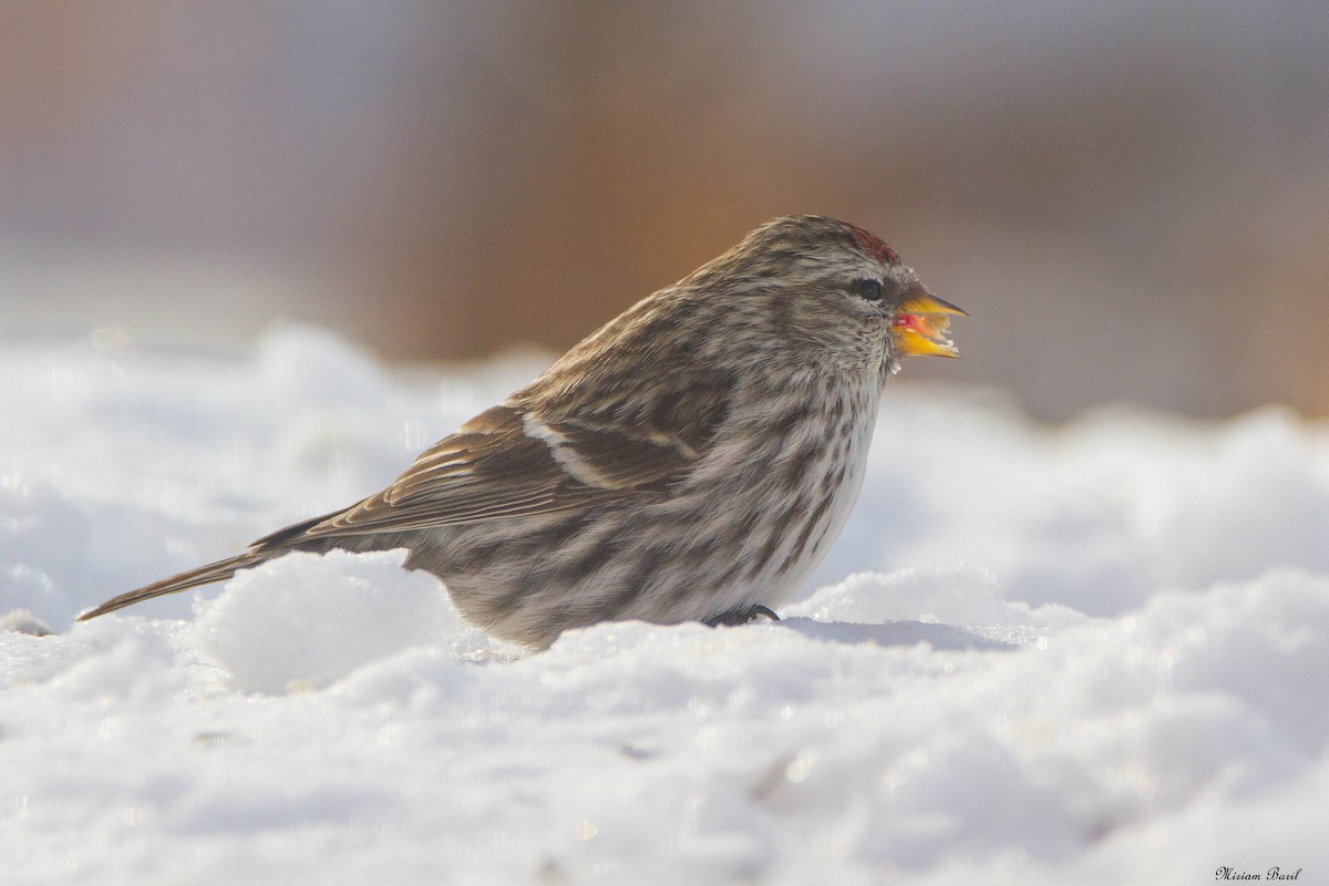 Redpoll (Common) - ML136137721