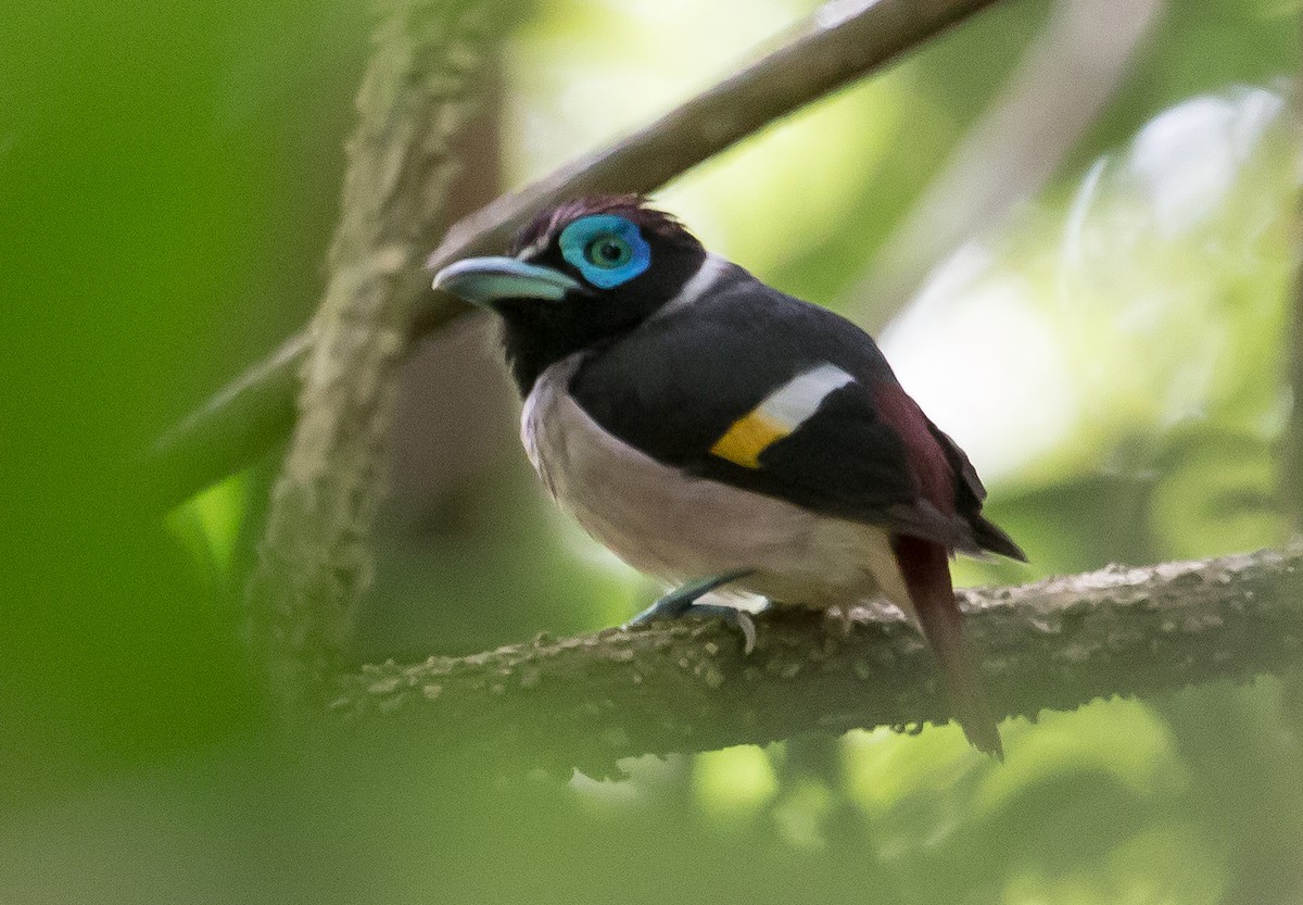 Wattled Broadbill - ML136137981