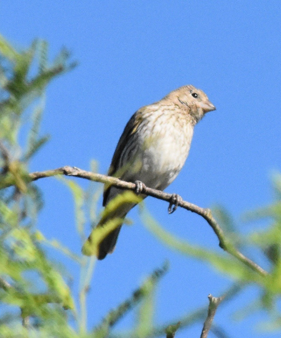 Saffron Finch - ML136138101