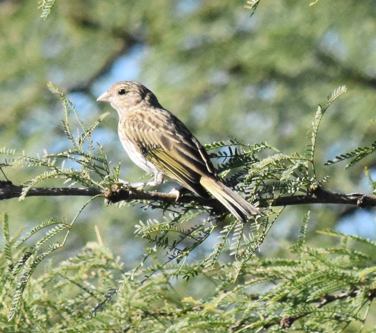 Saffron Finch - ML136138111