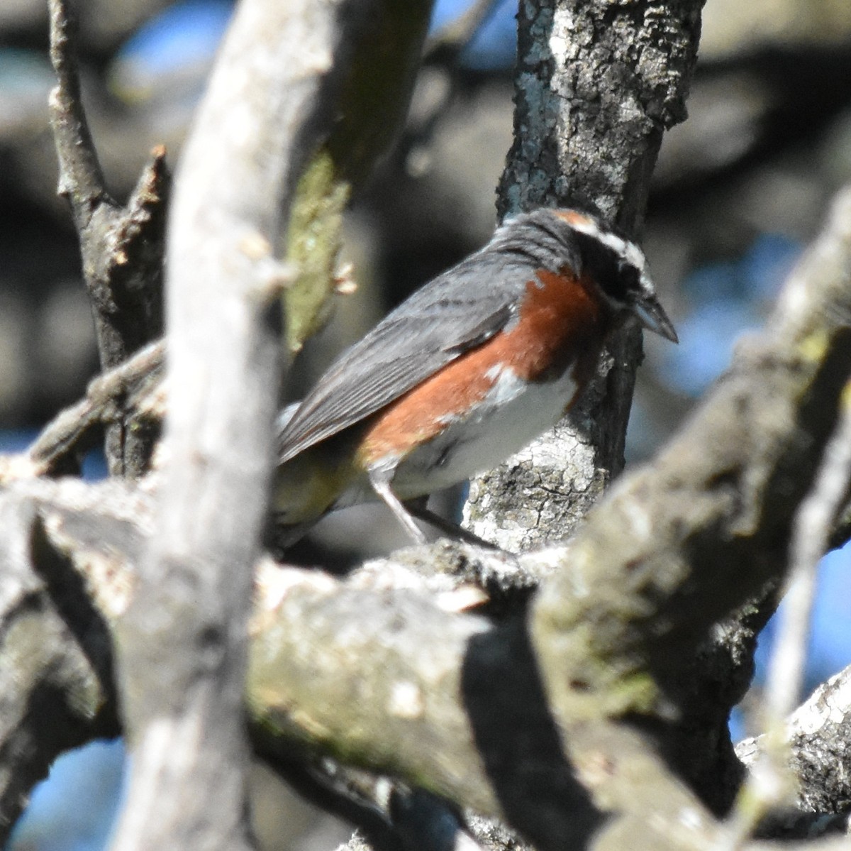 Black-and-chestnut Warbling Finch - ML136138231