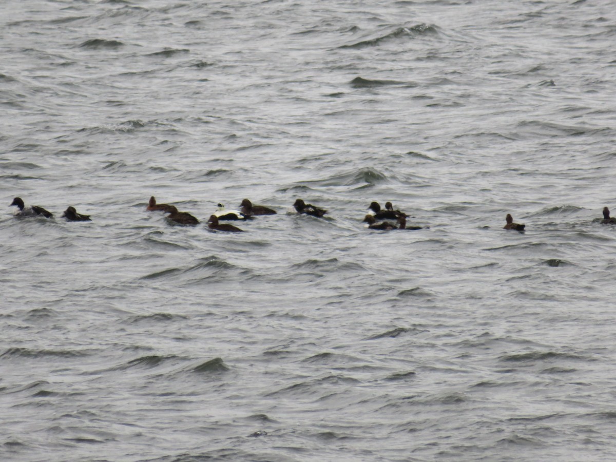 Common Eider - ML136138261