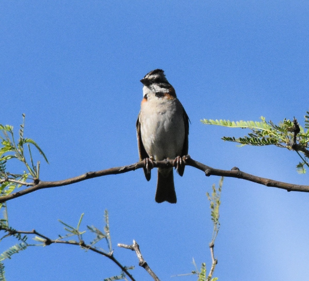 Rufous-collared Sparrow - andres ebel