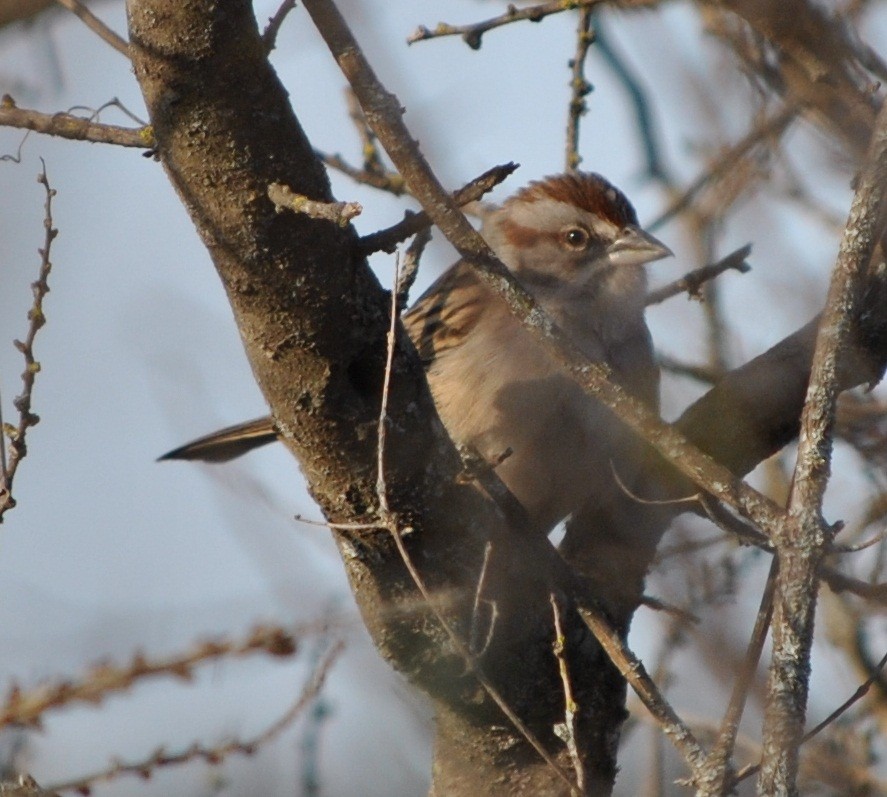 Chaco Sparrow - ML136138431