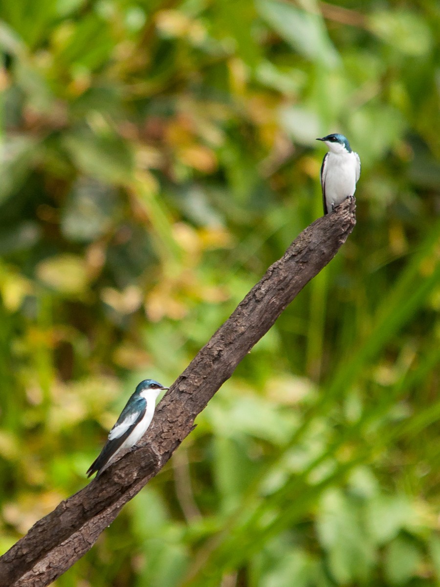 White-winged Swallow - ML136138471