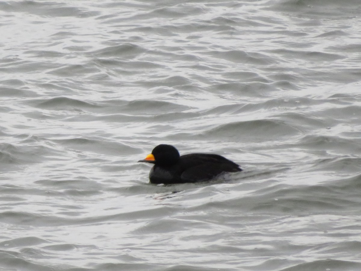 Black Scoter - ML136138531