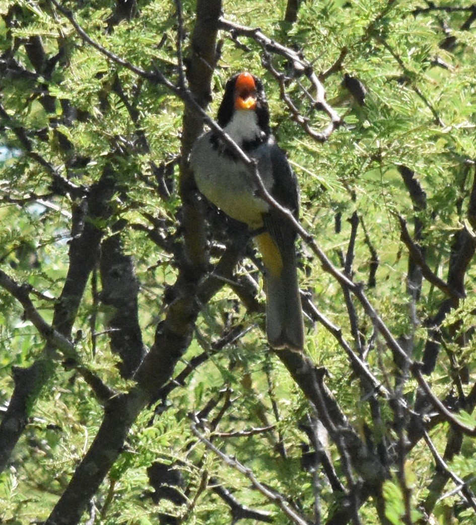 Golden-billed Saltator - ML136138541