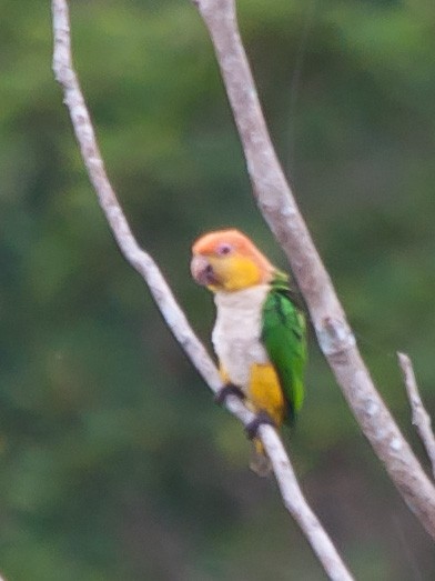 White-bellied Parrot - ML136138731