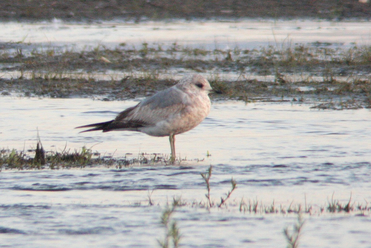 Short-billed Gull - ML136139131