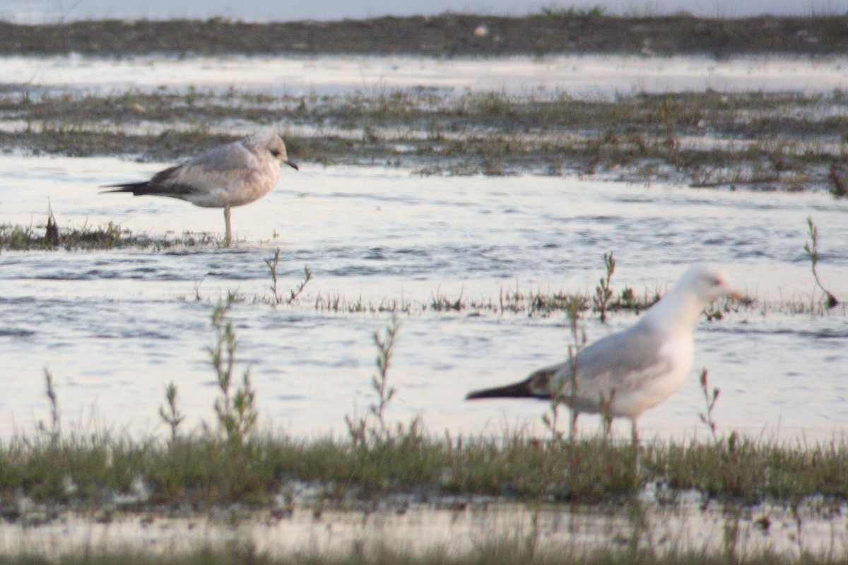 Short-billed Gull - ML136139141