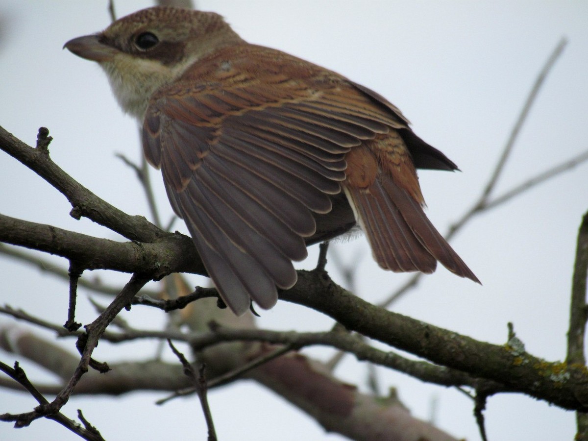 Red-backed Shrike - ML136139711