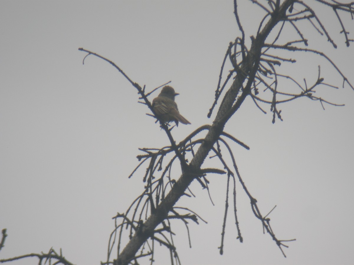 Great Crested Flycatcher - Kurt Schwarz