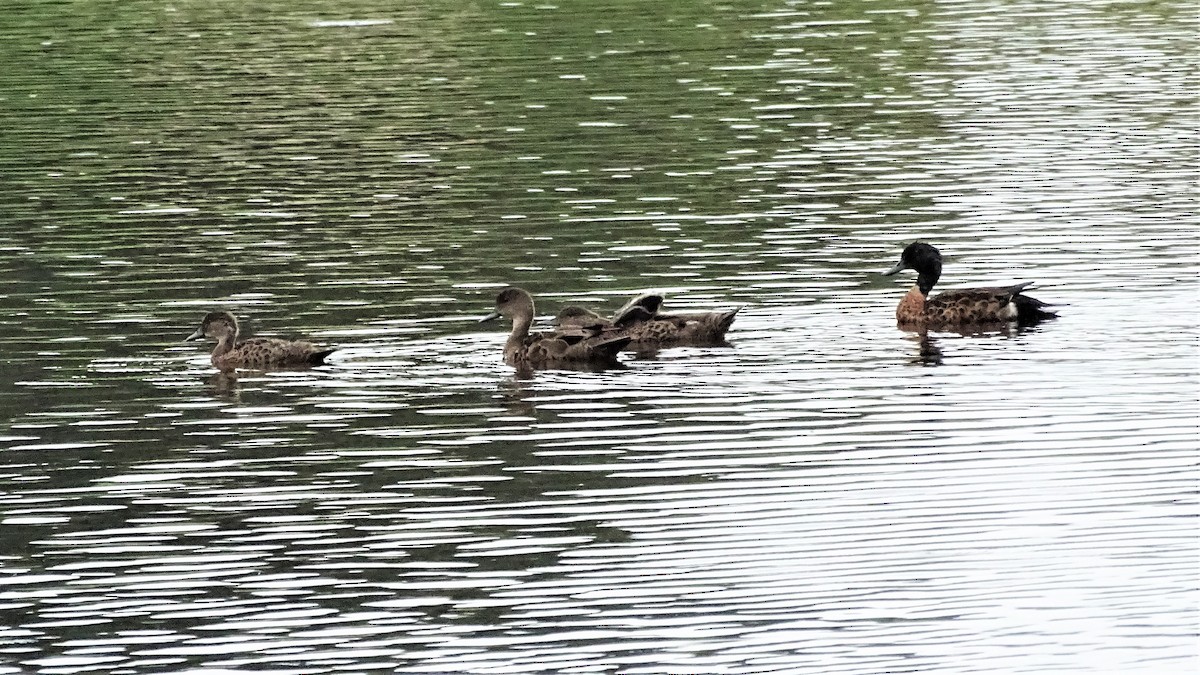 Chestnut Teal - ML136141551