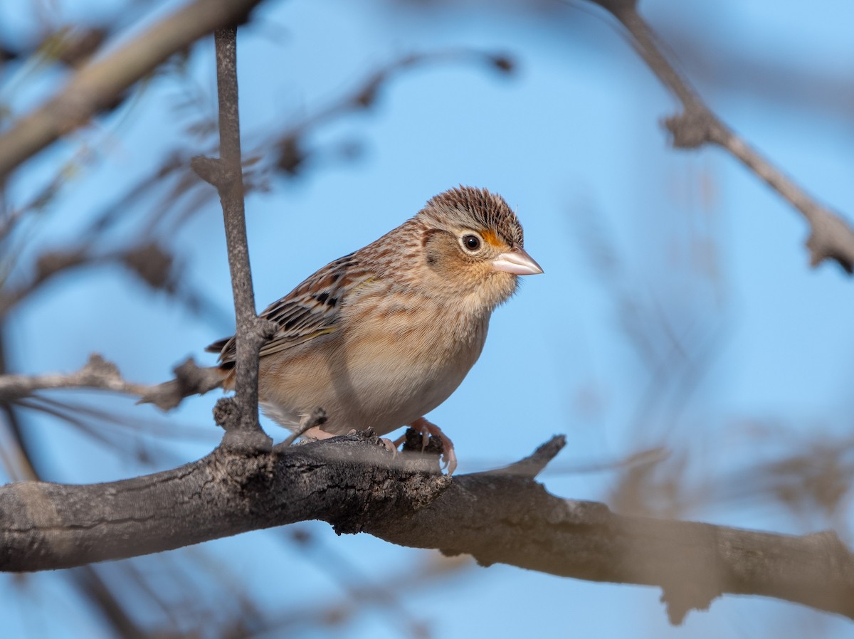 Grasshopper Sparrow - ML136142621