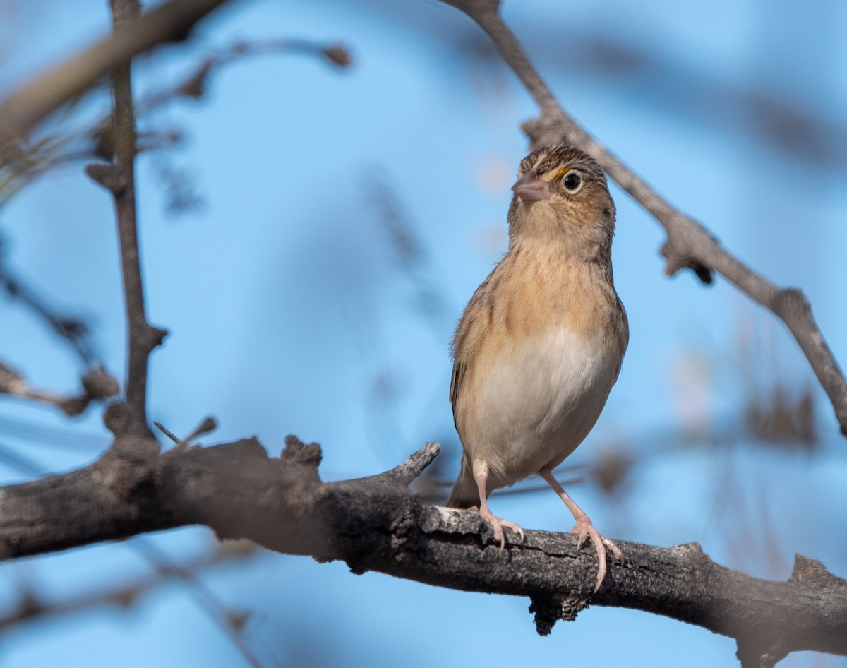 Grasshopper Sparrow - ML136142641