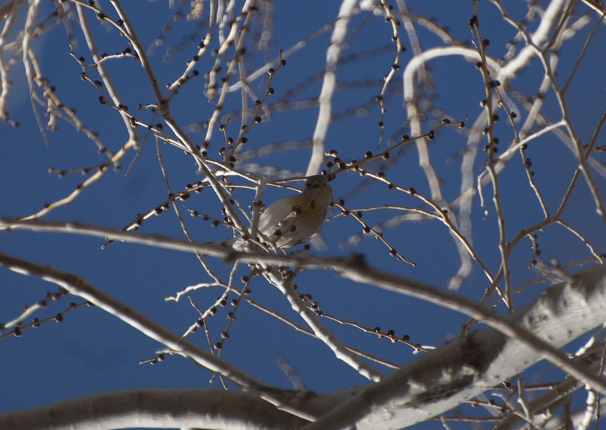 Lawrence's Goldfinch - ML136144821