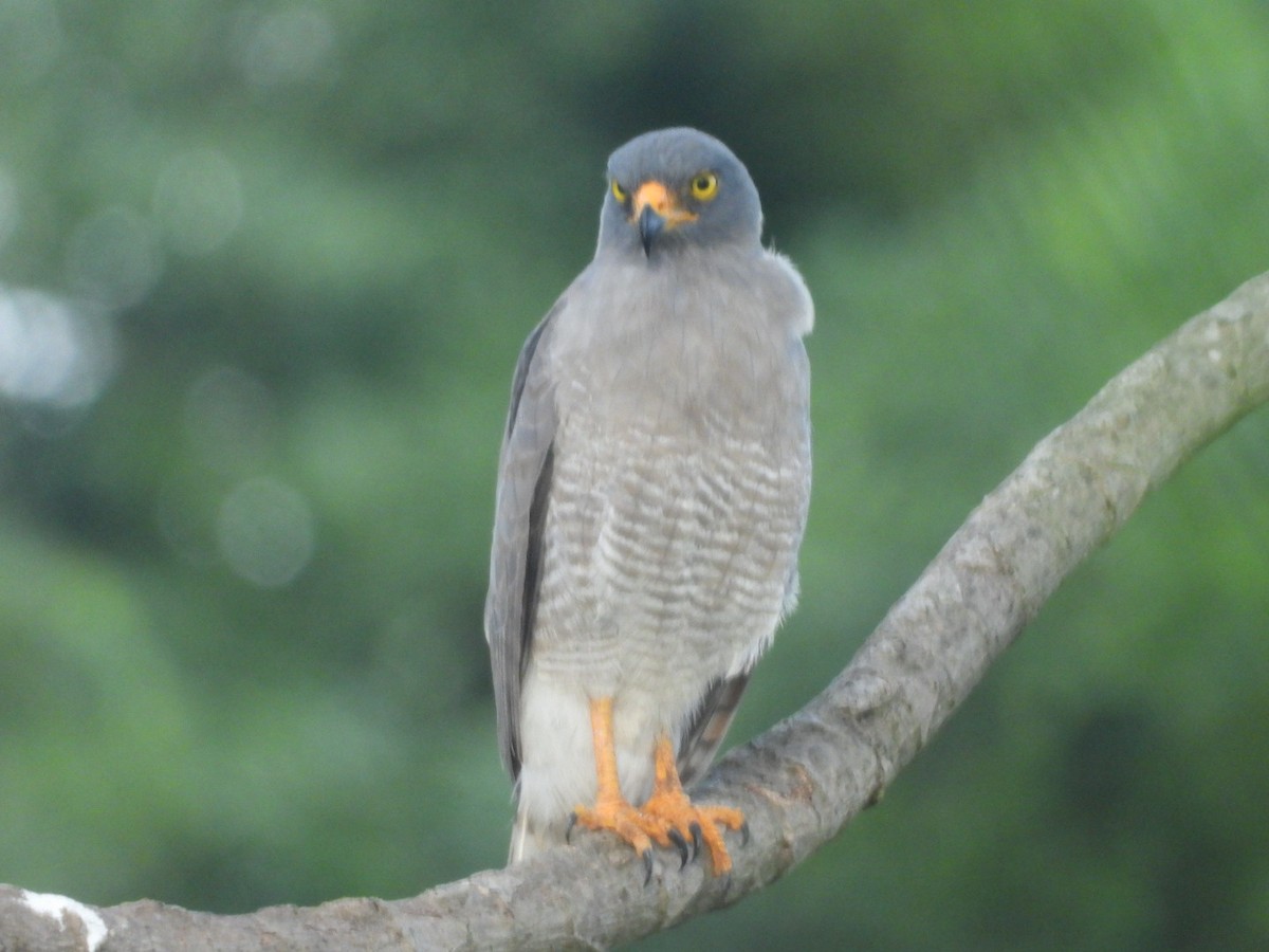 Roadside Hawk - ML136145101