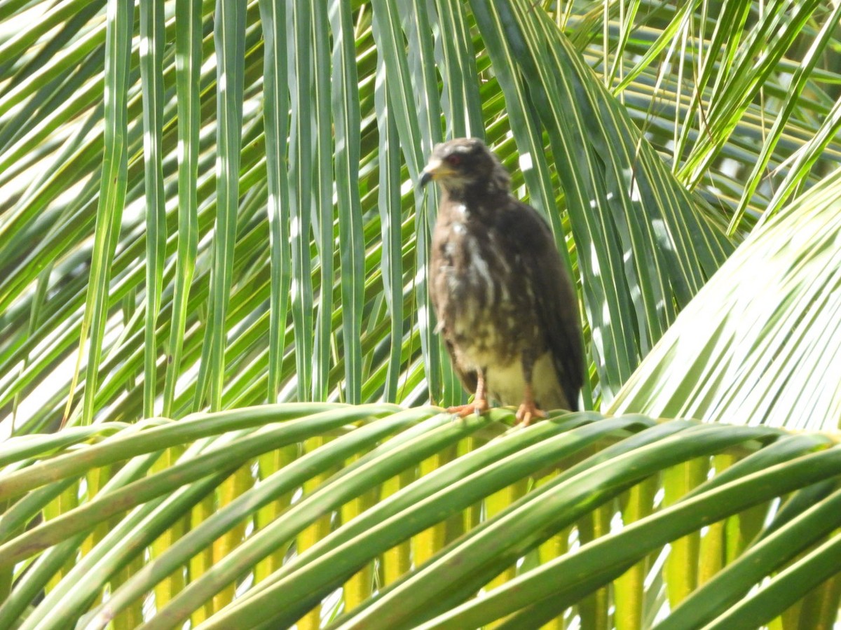 Snail Kite - ML136145191