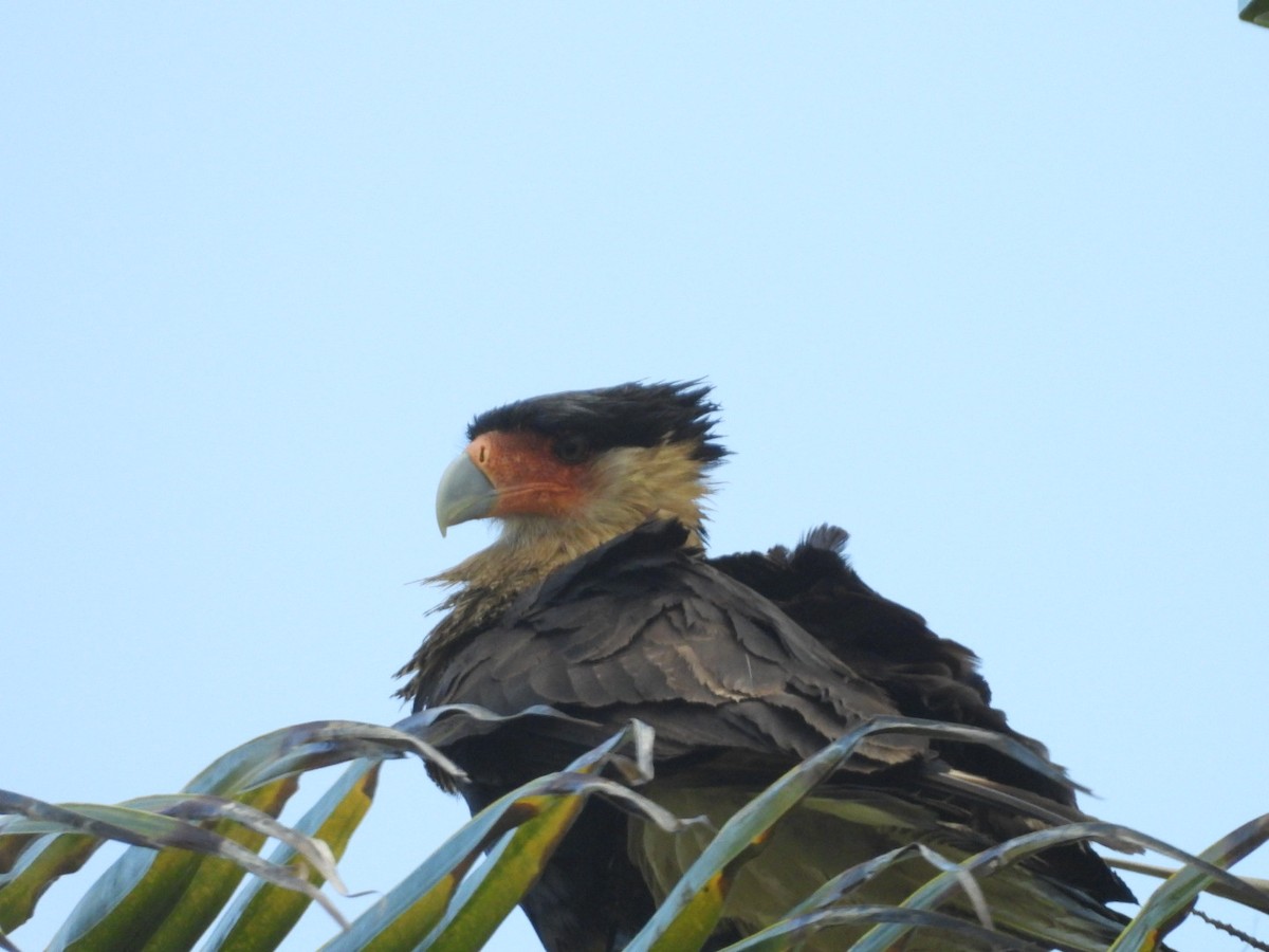 Caracara huppé (cheriway) - ML136145451