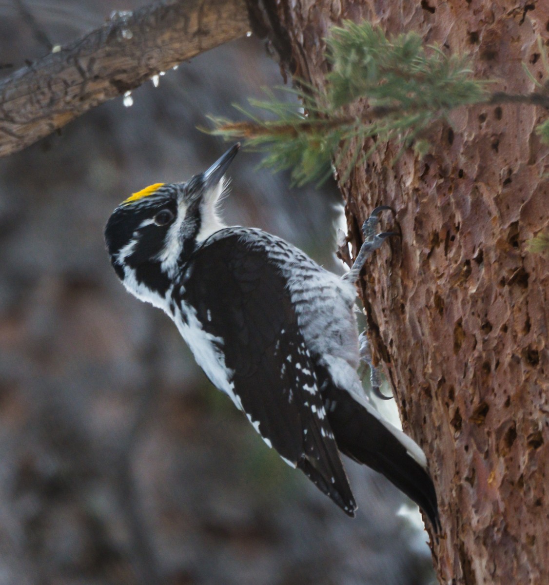 American Three-toed Woodpecker - ML136146581