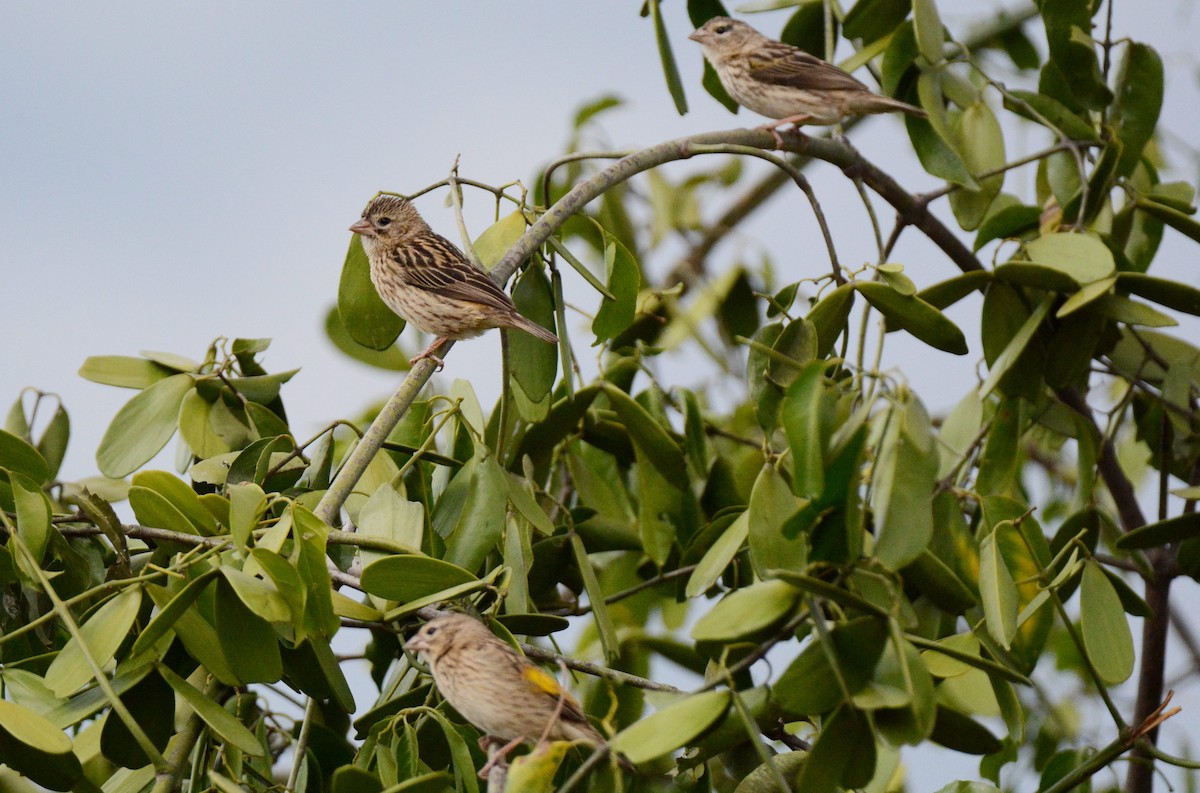 Yellow Bishop - ML136147321