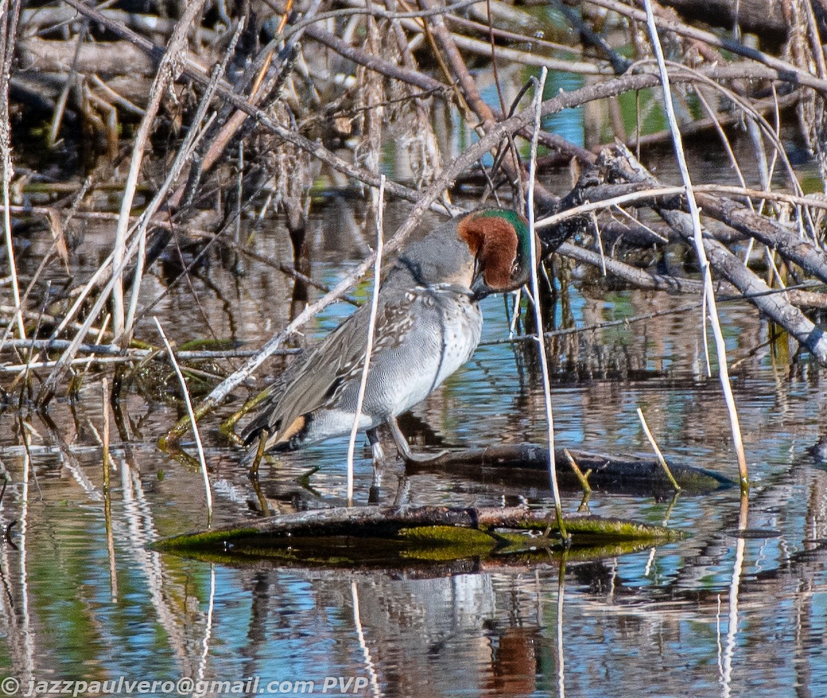 Green-winged Teal - ML136147861