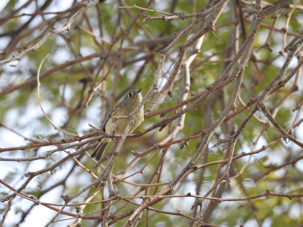 Roitelet à couronne rubis - ML136148431