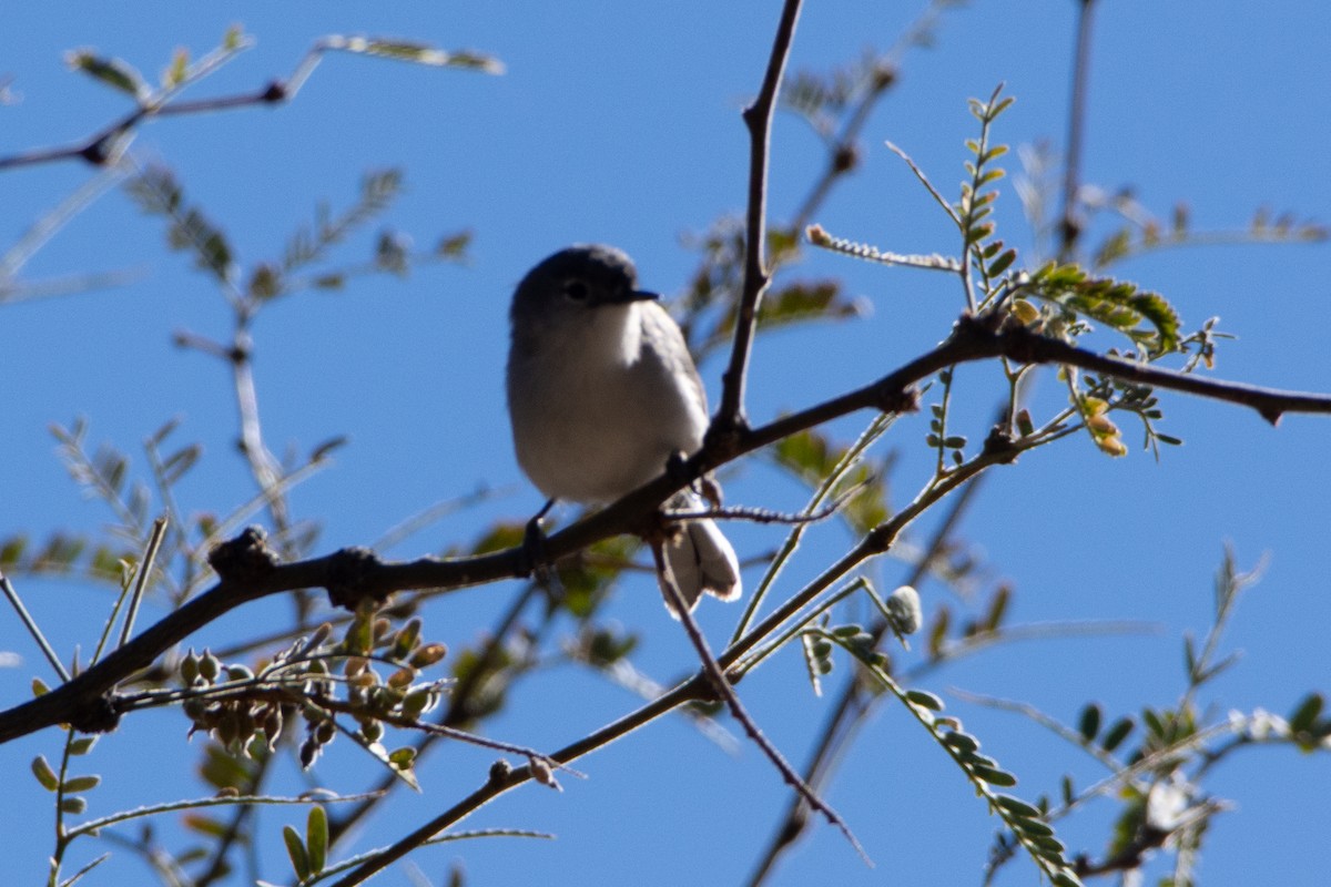 Black-capped Gnatcatcher - ML136149051