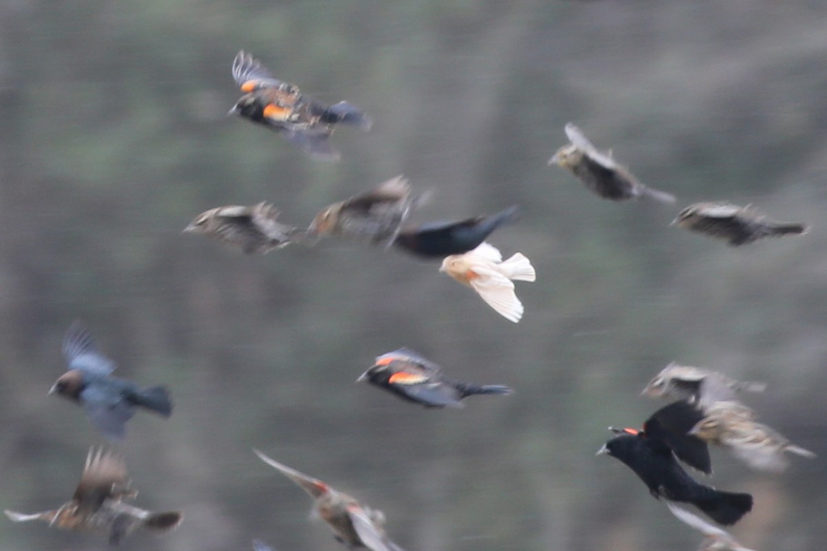 Red-winged Blackbird - ML136150451