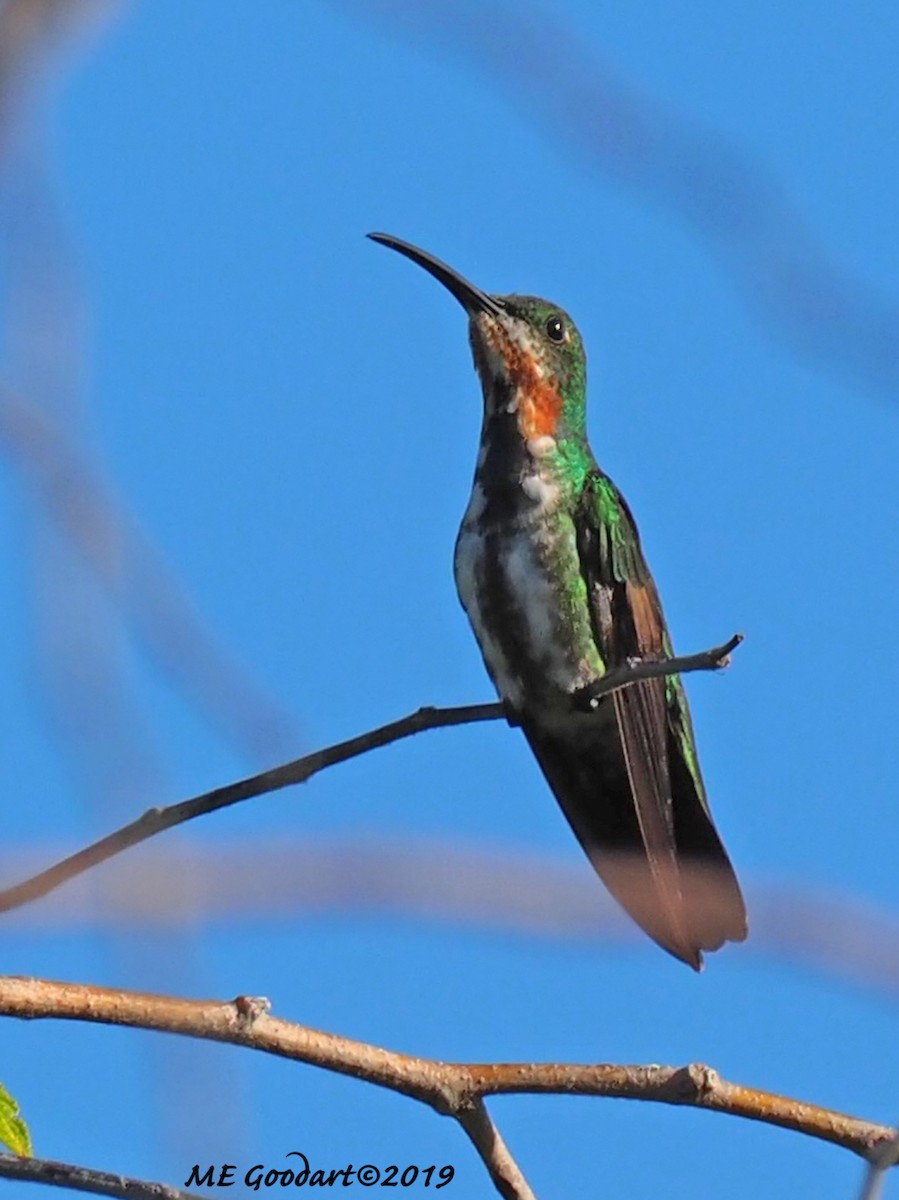 Grünbrust-Mangokolibri - ML136150611