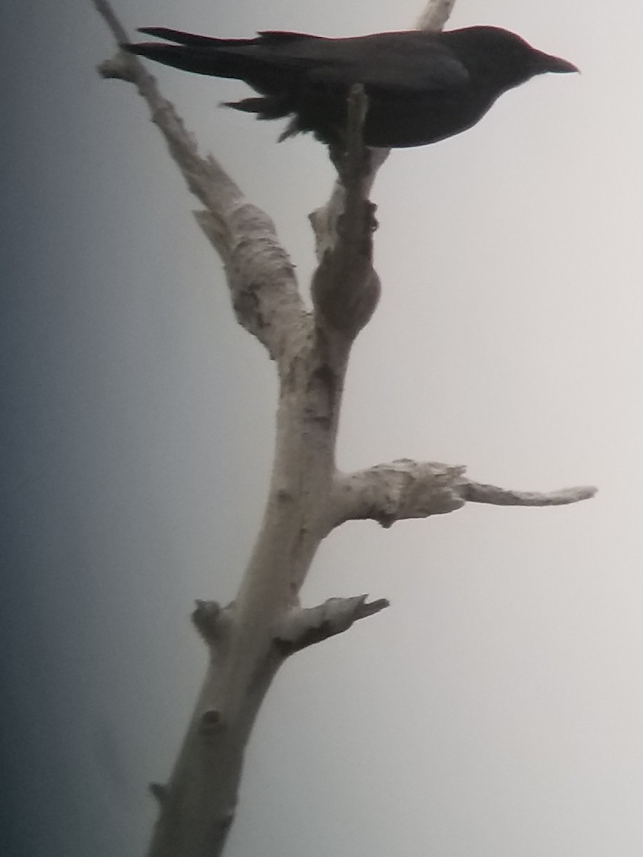 Cuervo Pescador - ML136151041