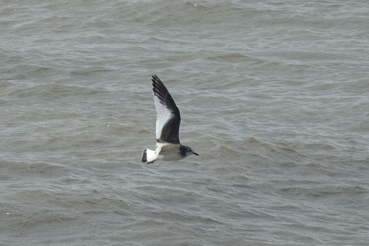 Sabine's Gull - ML136151991