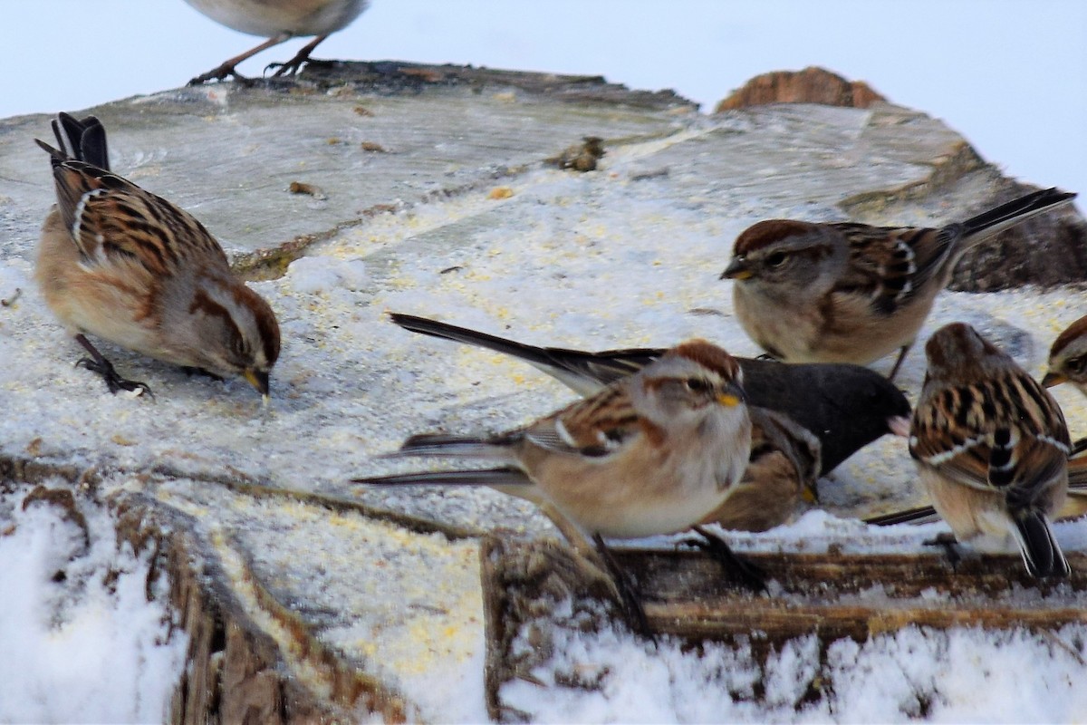 American Tree Sparrow - ML136152041