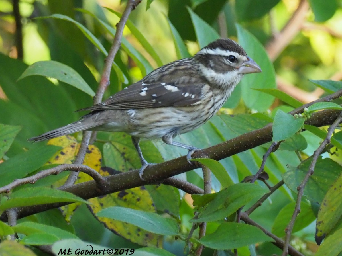 Rose-breasted Grosbeak - Mary Goodart