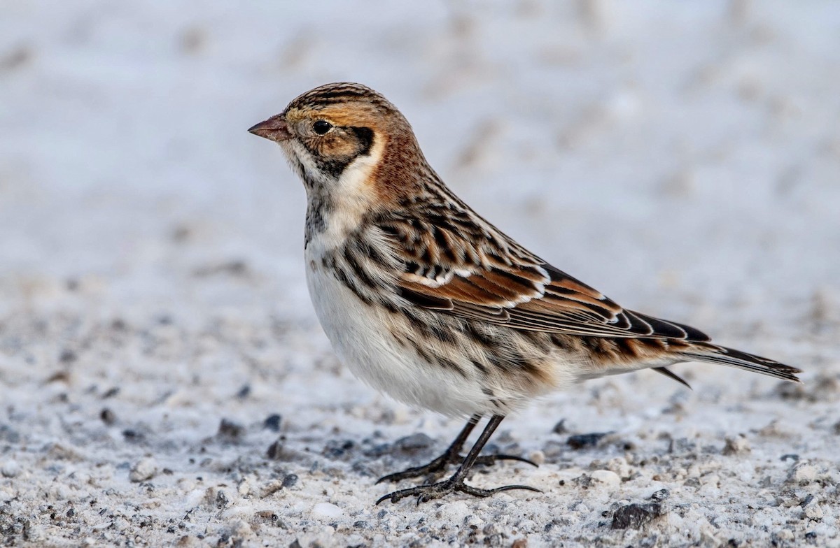 Lapland Longspur - Andrew Simon