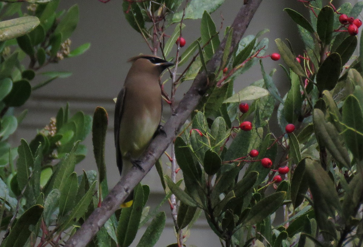 Cedar Waxwing - ML136157641