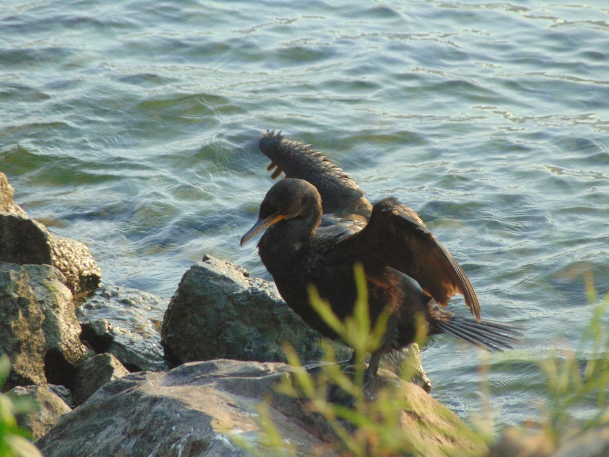 Double-crested Cormorant - Eaton Ekarintaragun
