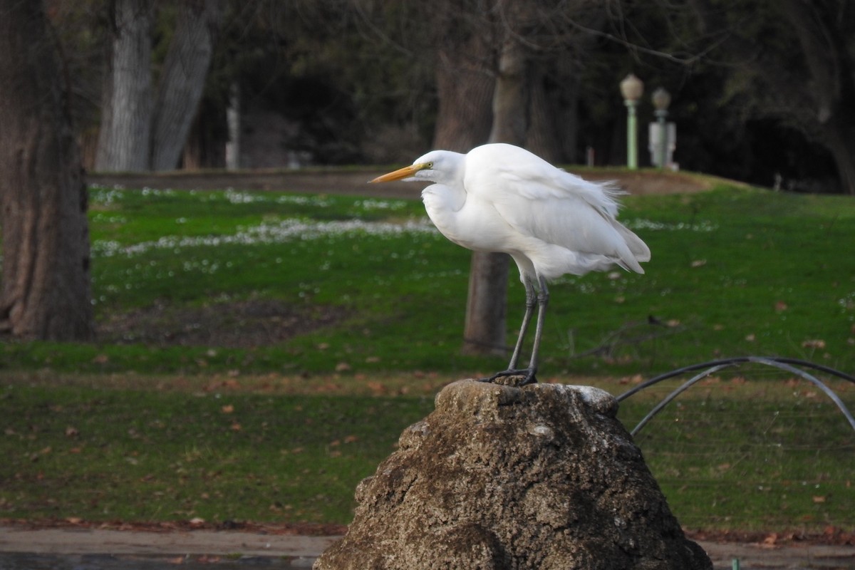 Great Egret - Ronan Nicholson