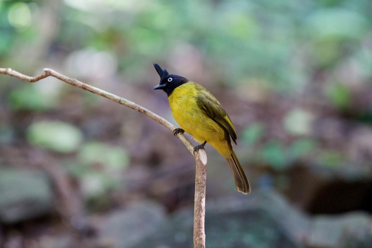 Black-crested Bulbul - ML136166391