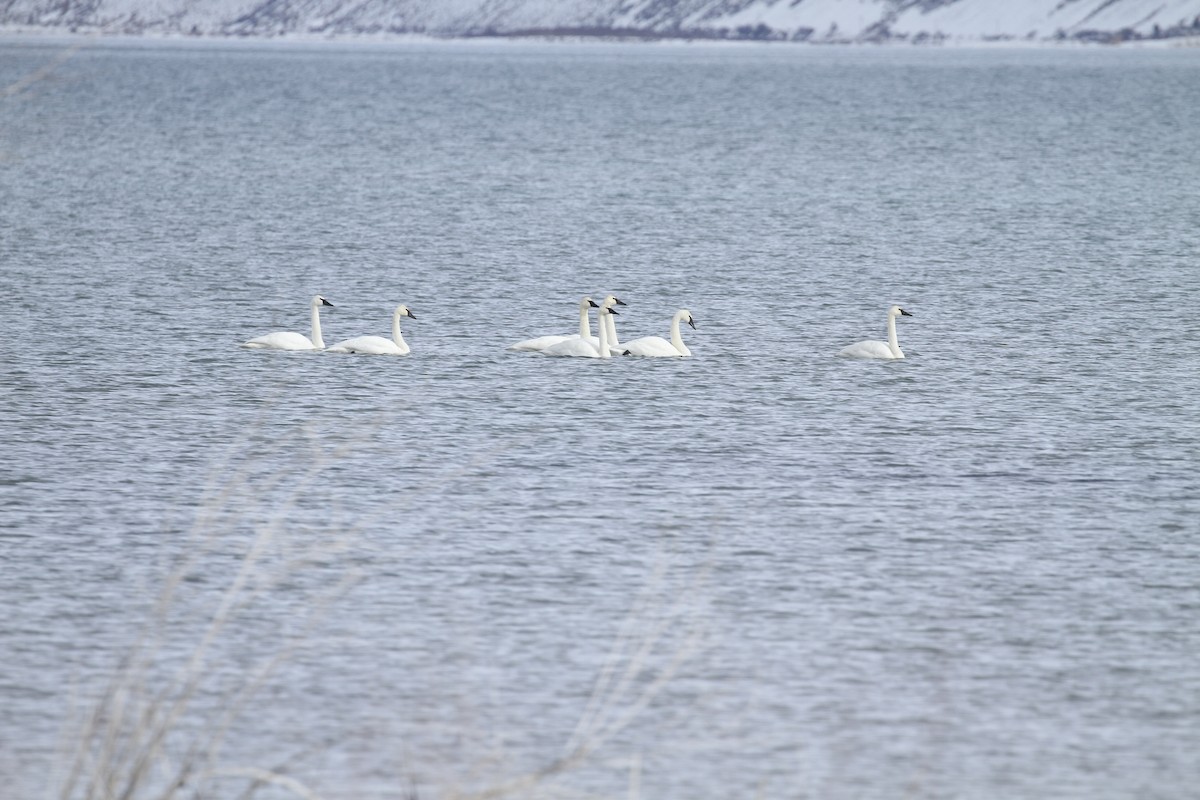 Trumpeter Swan - ML136167951