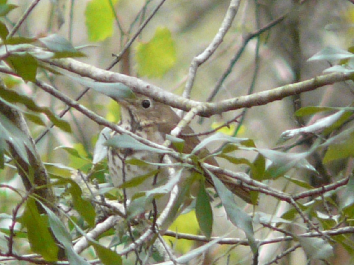 Hermit Thrush - Da Lo