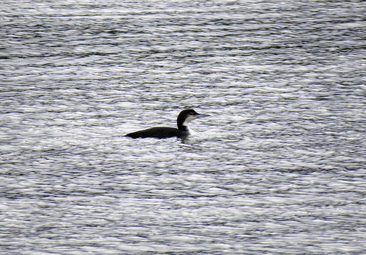 Common Loon - Teresa Weismiller