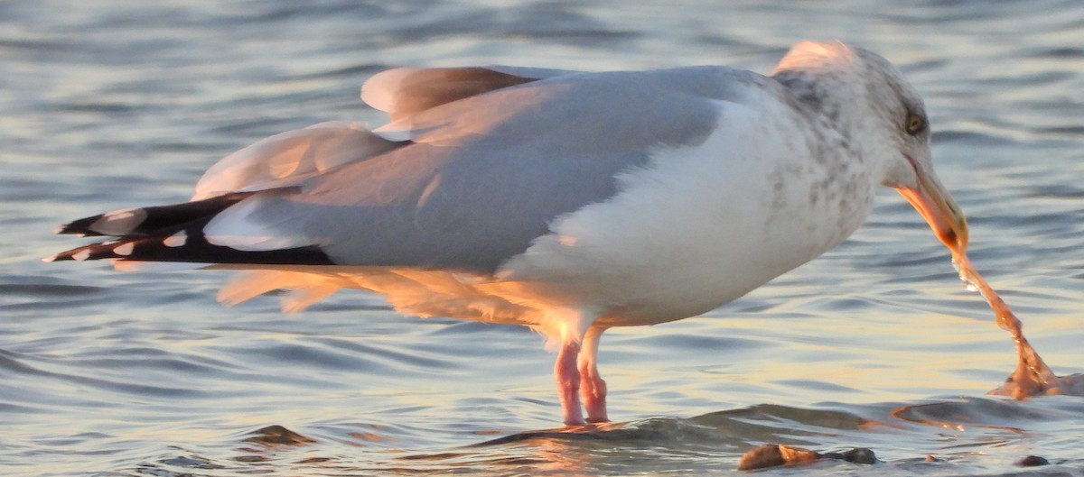 American Herring Gull - ML136169791