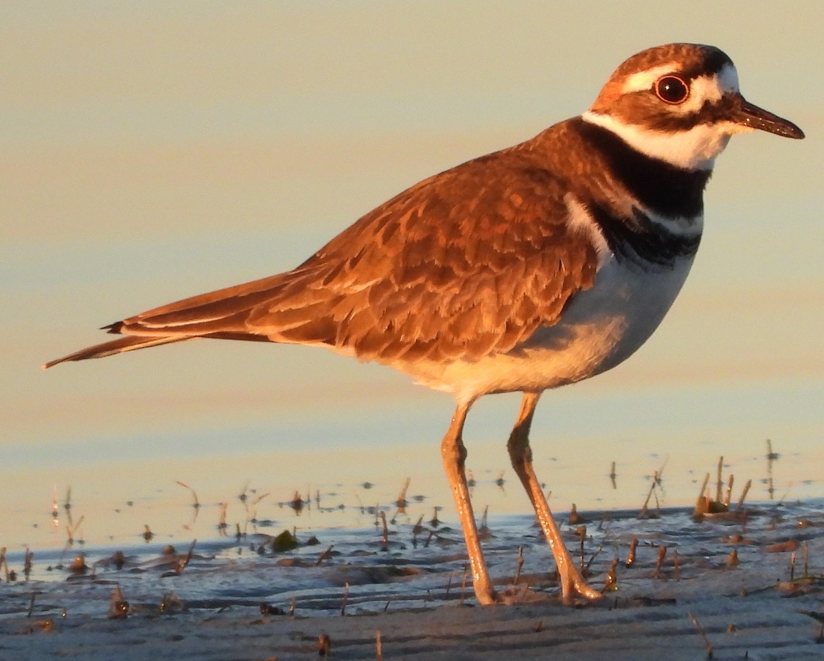 Killdeer - ML136169971