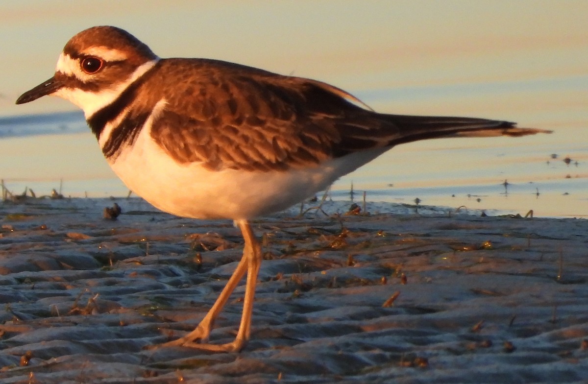 Killdeer - ML136169981