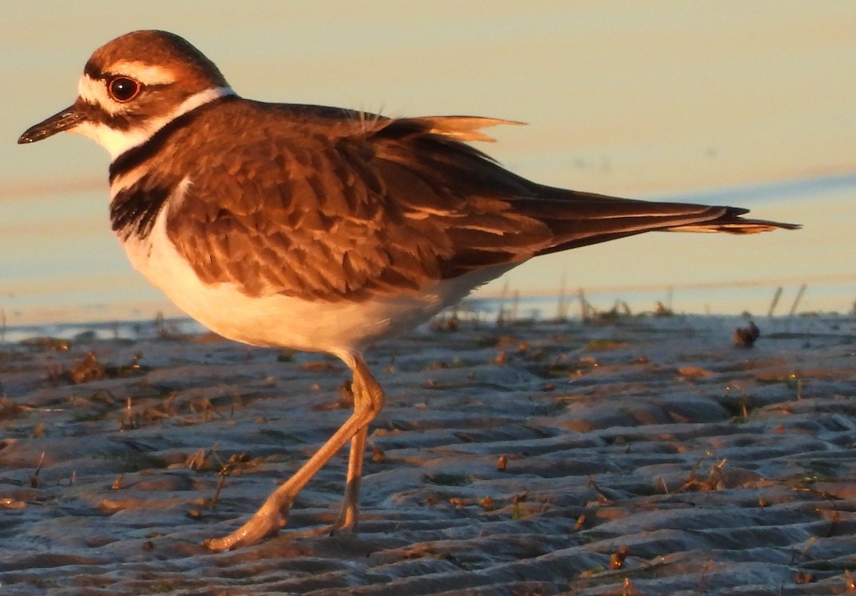 Killdeer - ML136169991