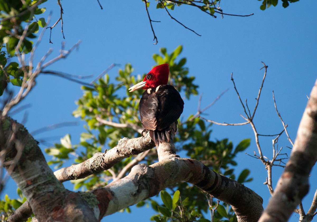 Pale-billed Woodpecker - ML136170601